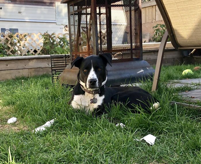 Pit Bull + Border Collie