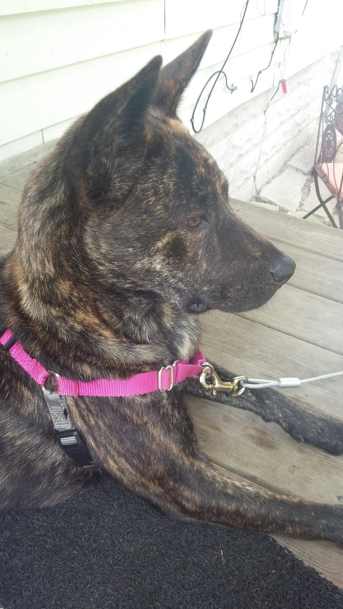 Pit Bull + German Shepherd