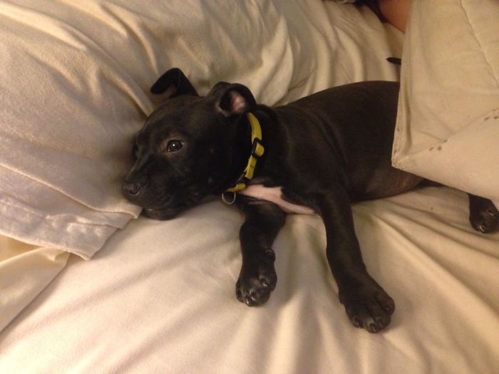 Pit Bull + Boston Terrier