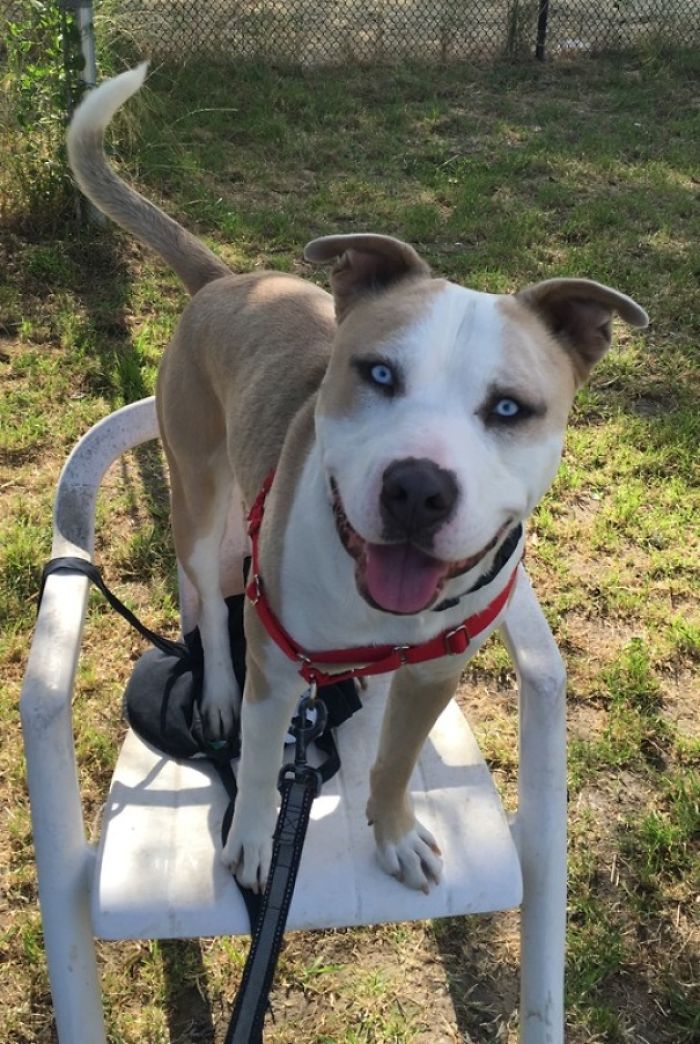 Pit Bull + Siberian Husky