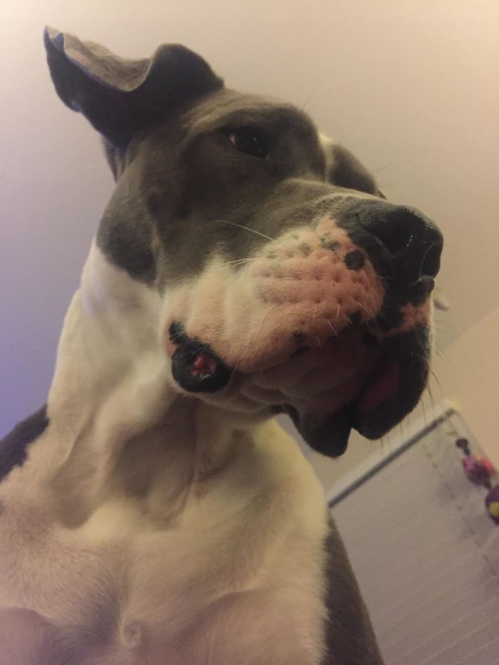Pit Bull + Great Dane