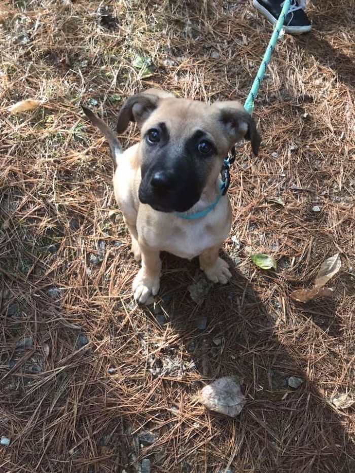 Pit Bull + German Shepherd