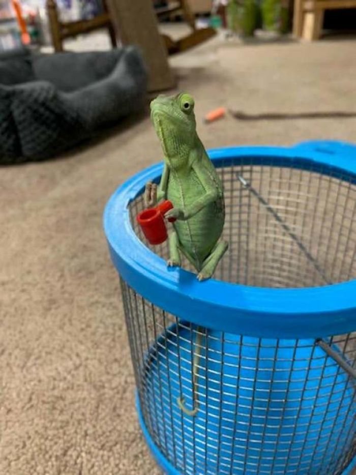 This Chameleon Is The Perfect Size For LEGO Props, And Here Are 9 Of The Best Pics