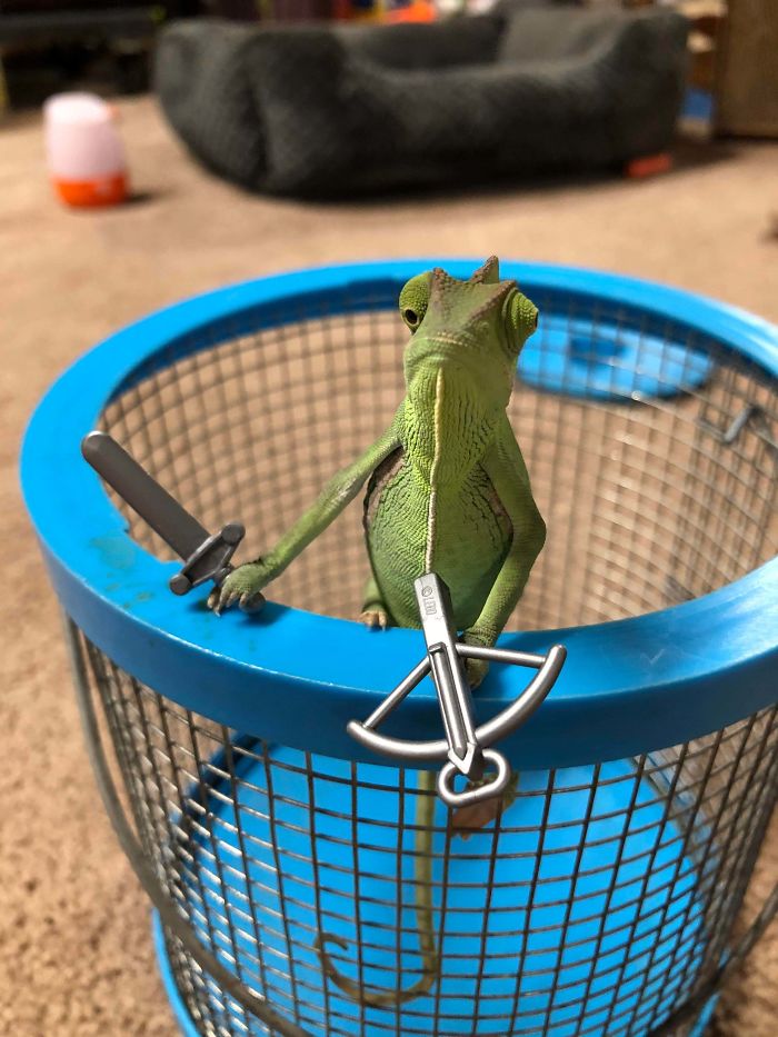 This Chameleon Is The Perfect Size For LEGO Props, And Here Are 9 Of The Best Pics