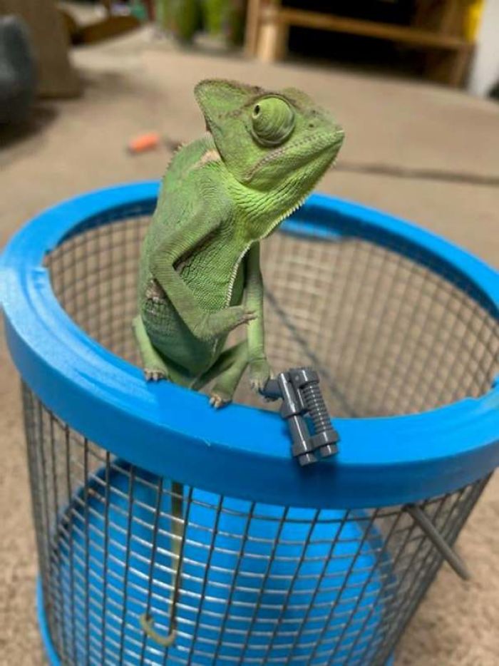 This Chameleon Is The Perfect Size For LEGO Props, And Here Are 9 Of The Best Pics