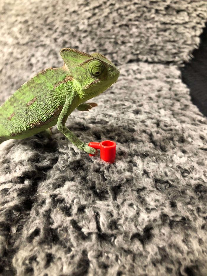 This Chameleon Is The Perfect Size For LEGO Props, And Here Are 9 Of The Best Pics
