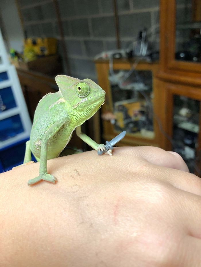 This Chameleon Is The Perfect Size For LEGO Props, And Here Are 9 Of The Best Pics