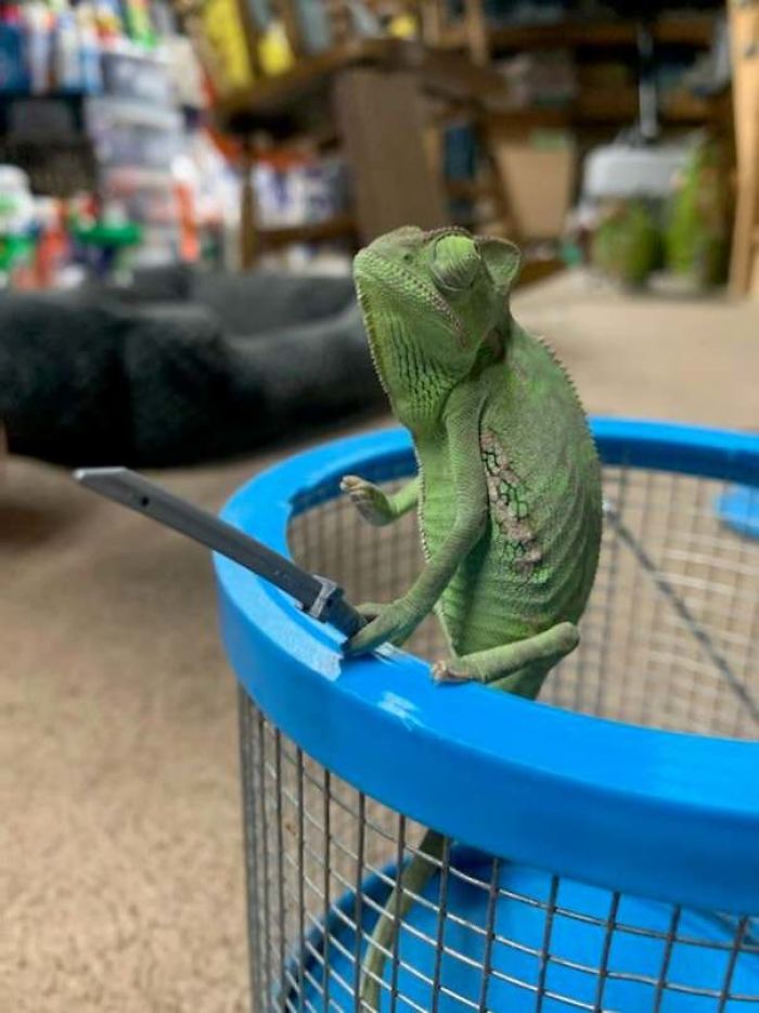 This Chameleon Is The Perfect Size For LEGO Props, And Here Are 9 Of The Best Pics
