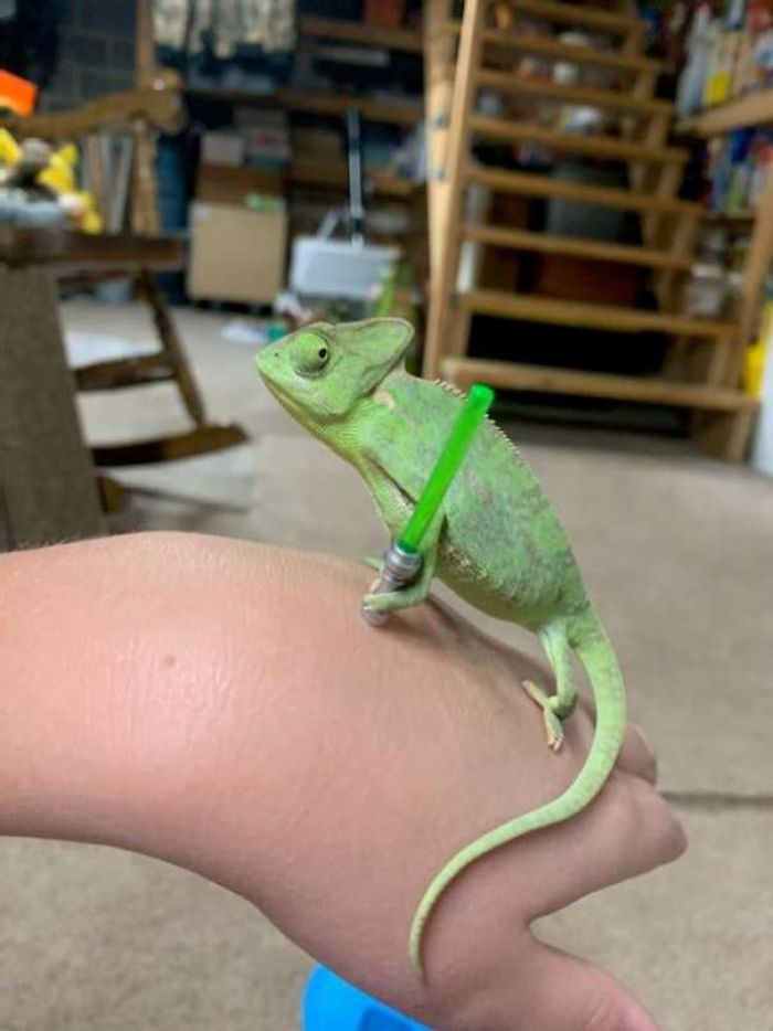 This Chameleon Is The Perfect Size For LEGO Props, And Here Are 9 Of The Best Pics