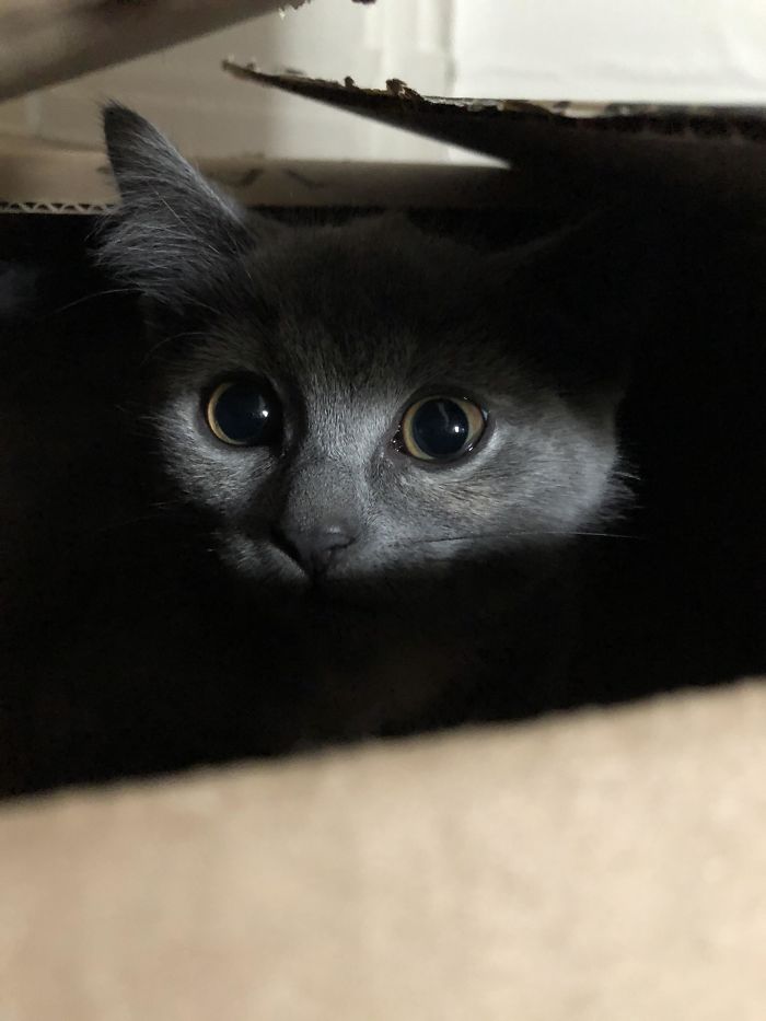 Cats-Preparing-For-Sneak-Attack