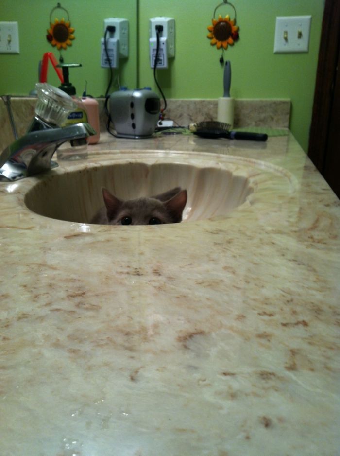 Cats-Preparing-For-Sneak-Attack