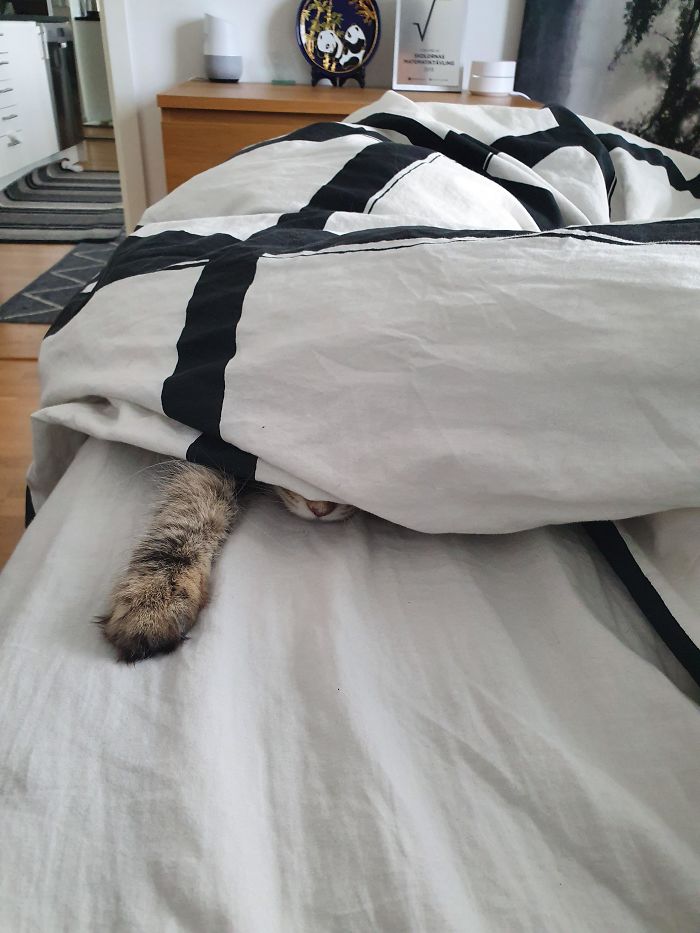 Cats-Preparing-For-Sneak-Attack