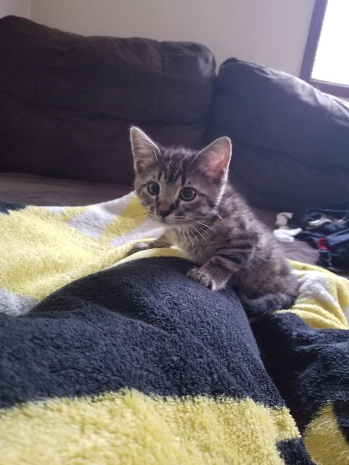 Cats-Preparing-For-Sneak-Attack