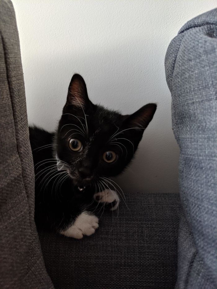 Cats-Preparing-For-Sneak-Attack