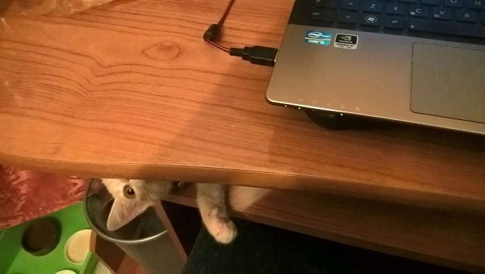 Cats-Preparing-For-Sneak-Attack