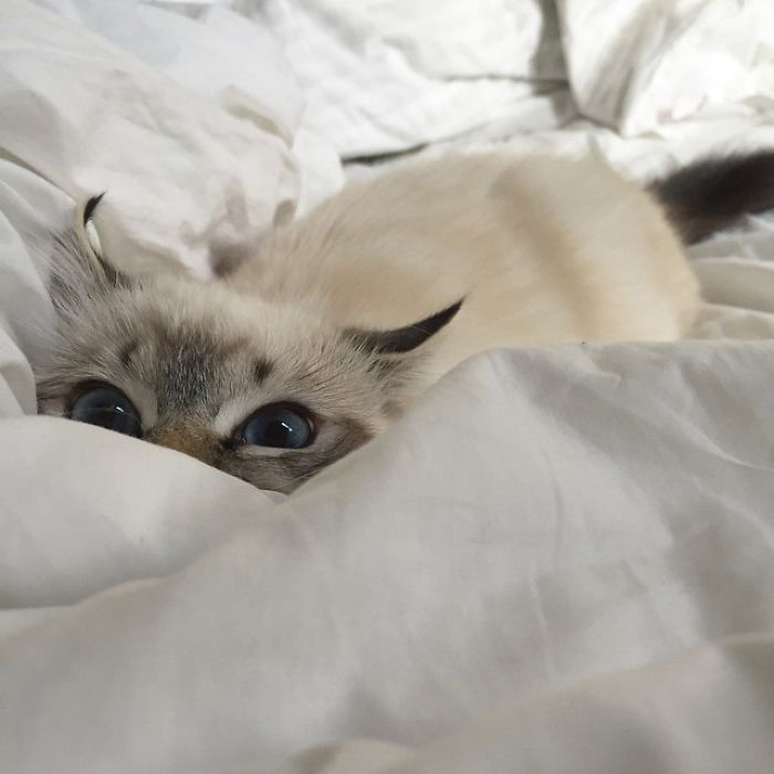 Cats-Preparing-For-Sneak-Attack