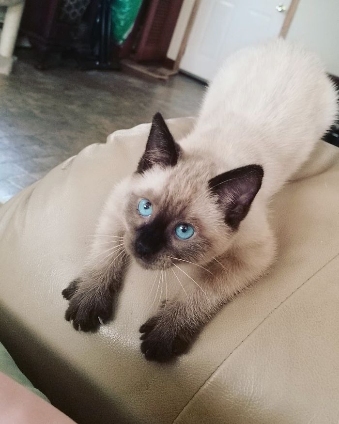 Cats-Preparing-For-Sneak-Attack