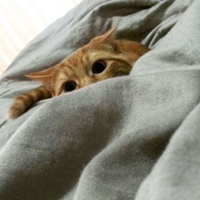 Cats-Preparing-For-Sneak-Attack