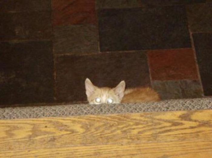 Cats-Preparing-For-Sneak-Attack