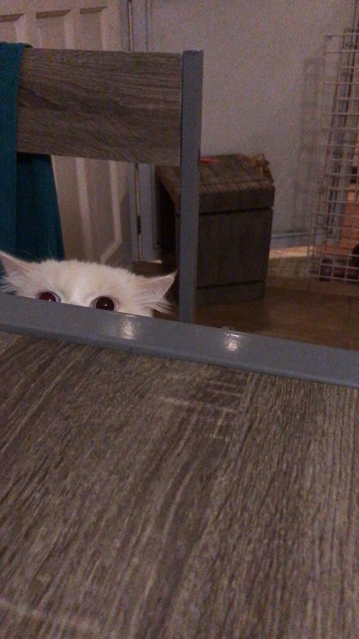 Cats-Preparing-For-Sneak-Attack