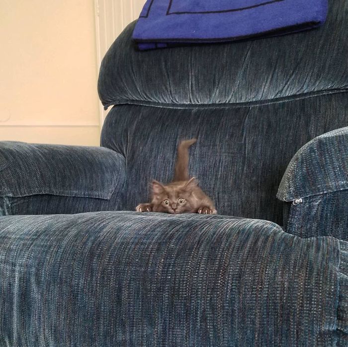 Cats-Preparing-For-Sneak-Attack