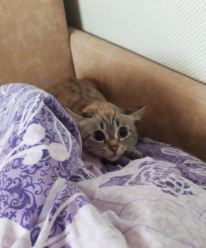 Cats-Preparing-For-Sneak-Attack