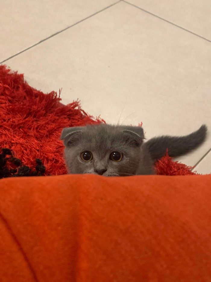 Cats-Preparing-For-Sneak-Attack