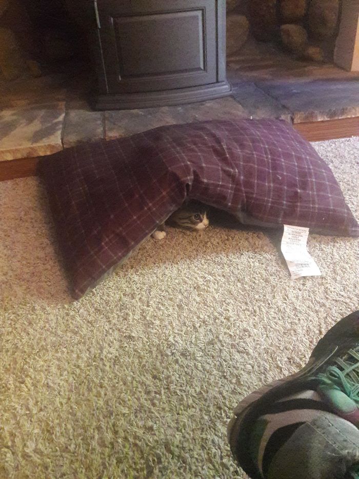 Cats-Preparing-For-Sneak-Attack