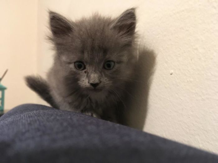 Cats-Preparing-For-Sneak-Attack