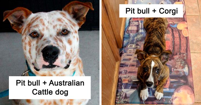 40 Times Pit Bulls Mixed With Other Breeds, And The Result Was Absolutely Pawsome