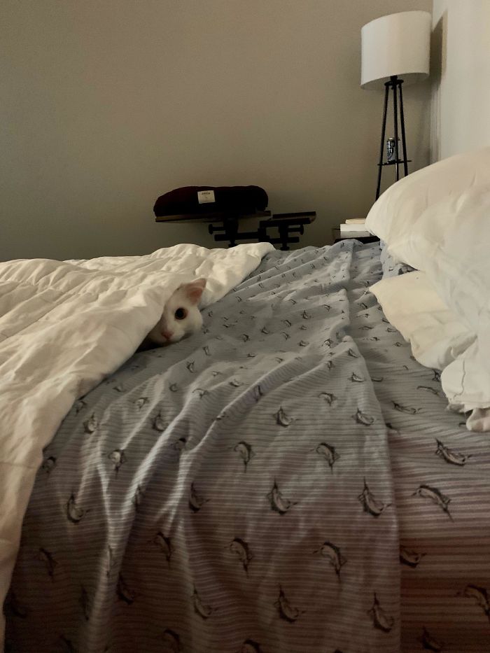 Cats-Preparing-For-Sneak-Attack