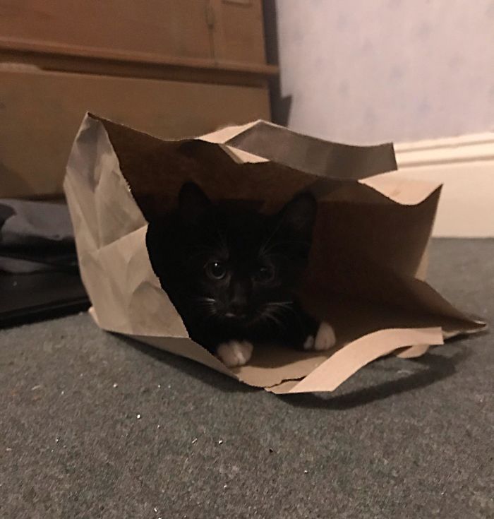 Cats-Preparing-For-Sneak-Attack