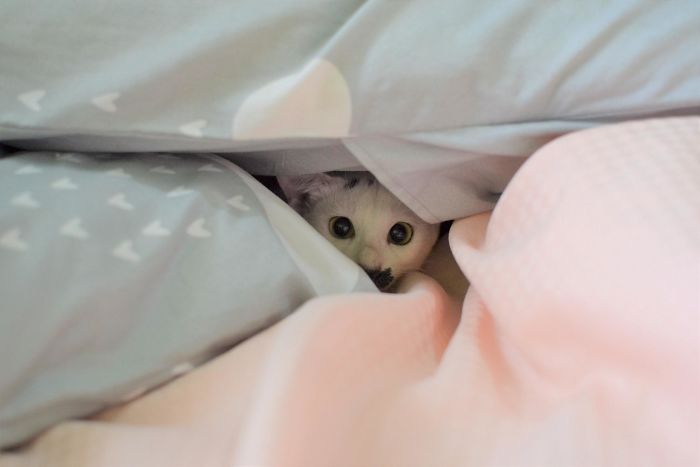 Cats-Preparing-For-Sneak-Attack