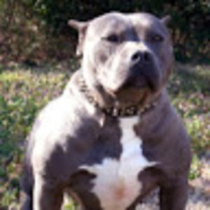 nataliefoster avatar