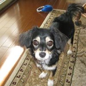 lilihammer7411 avatar