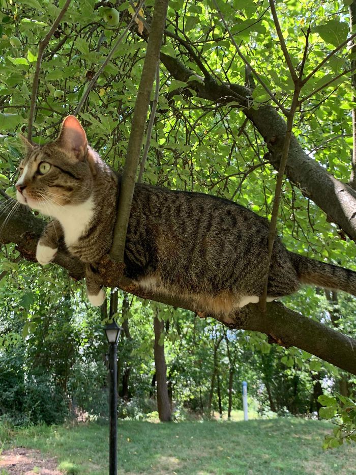 Cats-Raised-By-Birds