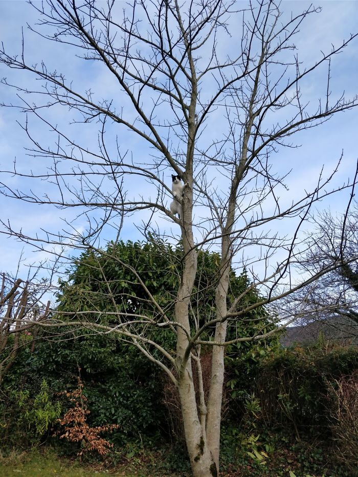 Cats-Raised-By-Birds