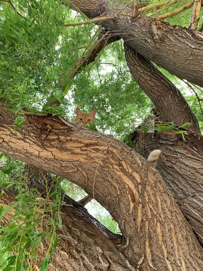 Cats-Raised-By-Birds
