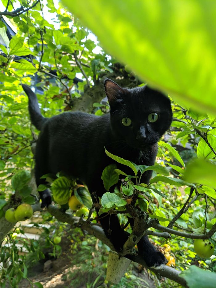 Cats-Raised-By-Birds