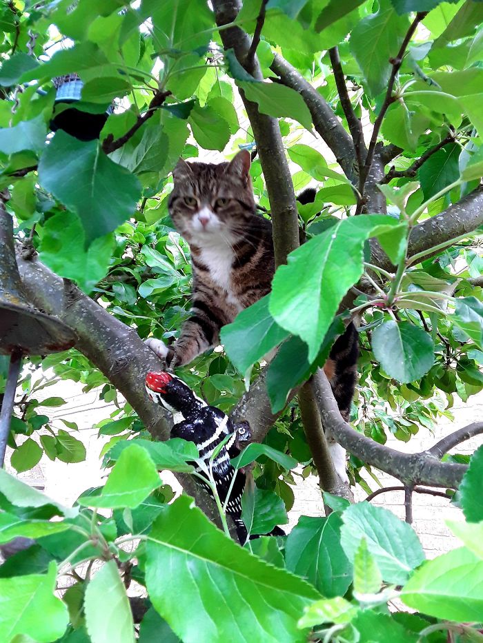 Cats-Raised-By-Birds