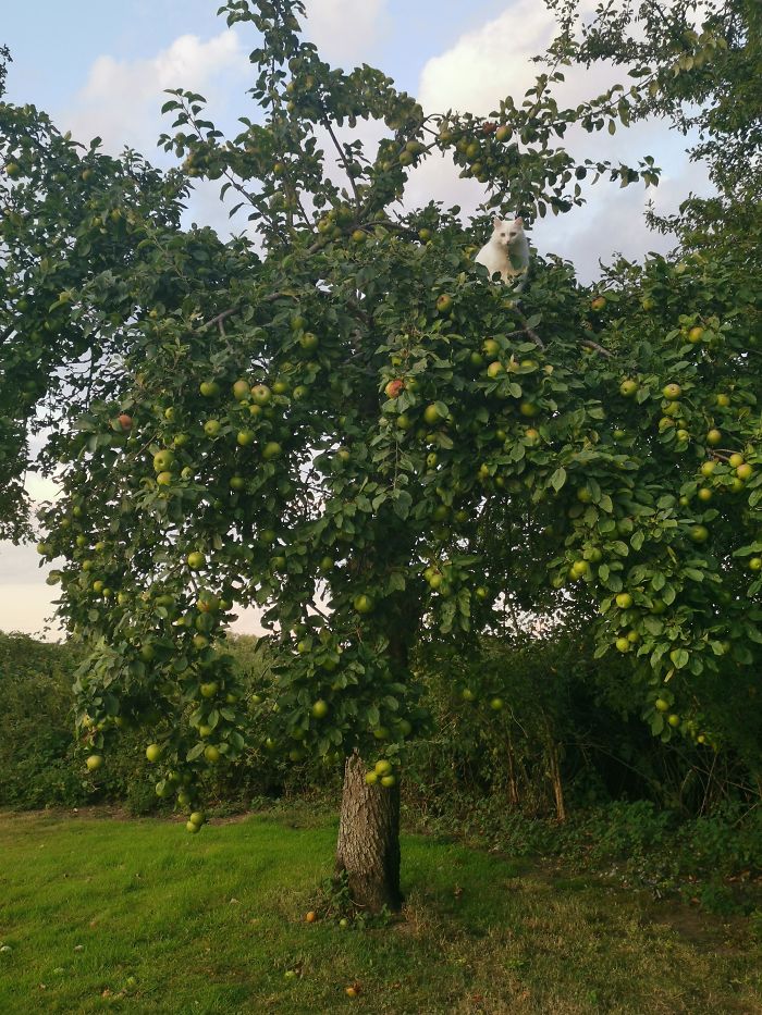 Cats-Raised-By-Birds