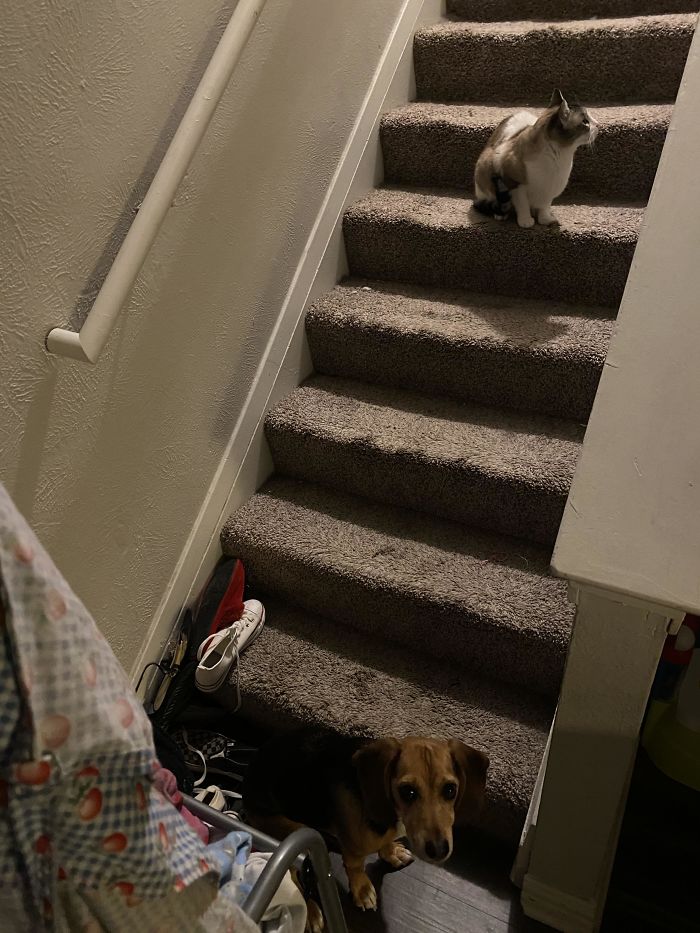 Dog Food And Water Is Upstairs And The Cat Knows She Won’t Pass Him So He Just Sits There Until We Hear The Dog Whining For Help