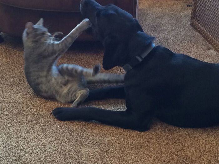 The Dog Wanted To Be Friends. The Cat Did Not