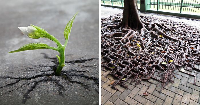Life Finds A Way: 24 Plants That Just Won’t Give Up