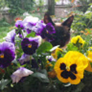 dorothyzenzerovi avatar