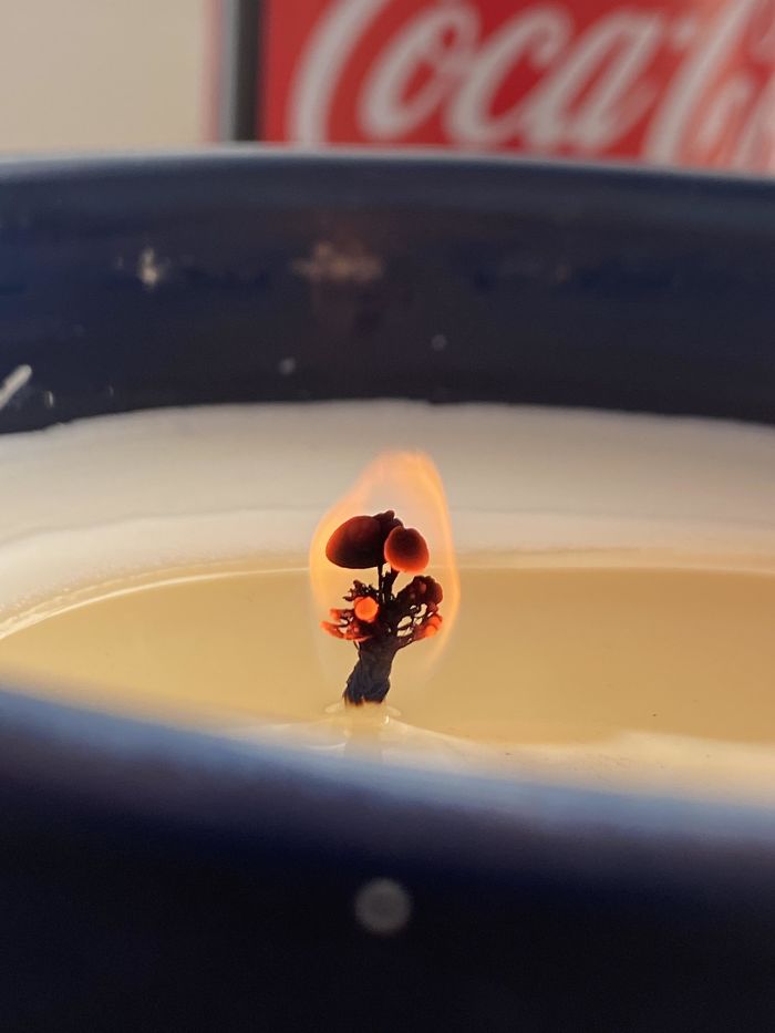 The Wick Of My Candle Looks Like A Mushroom(-Tree?)
