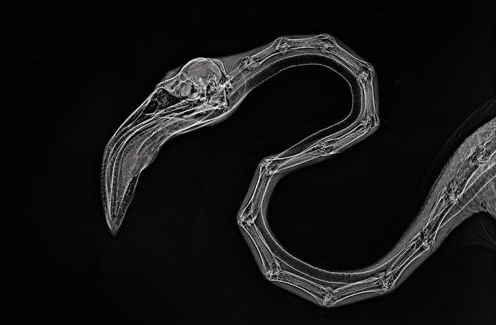 X-Ray Of A Flamingo