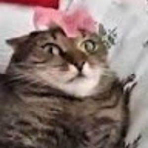 candacecrawford avatar