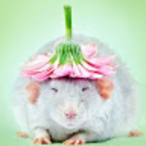 emeraldswaringen_student-martinms avatar