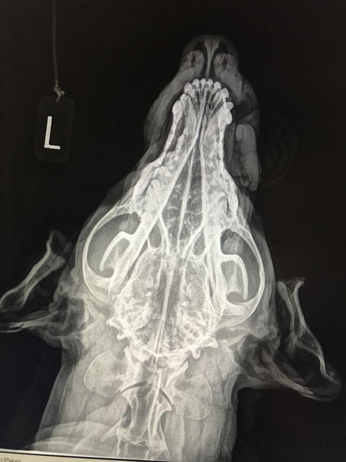 Here’s What A Canine Skull X-Ray Looks Like